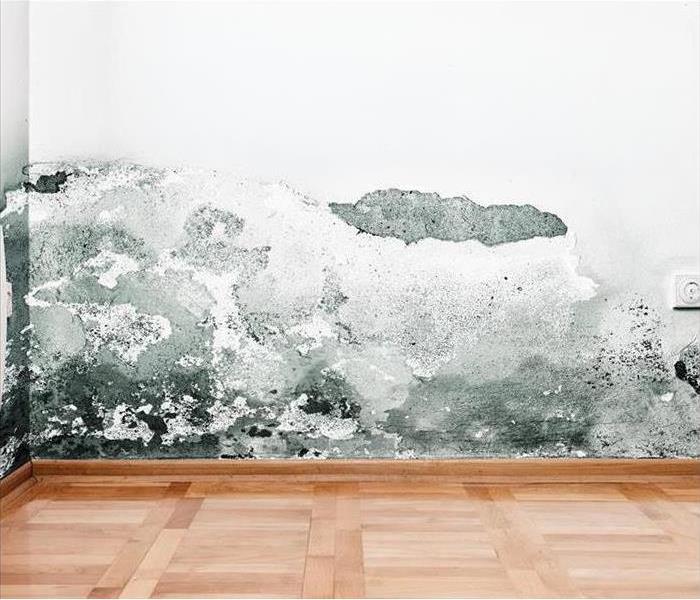 Image of mold growing on white wall due to water damage left unattended. 