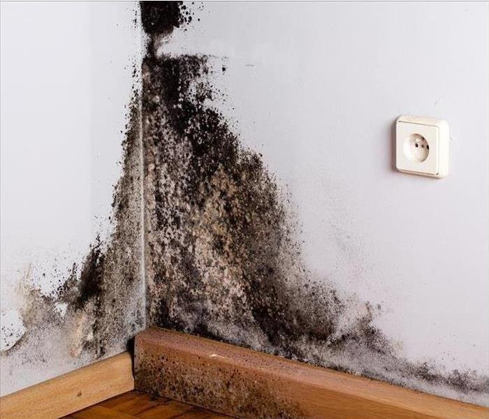 Mold growing in the corner of a residential home. 
