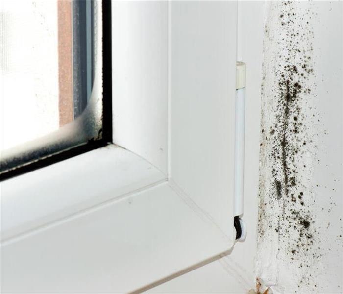Image of mold growing around a window